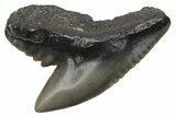 Fossil Tiger Shark (Galeocerdo) Tooth #212034-1